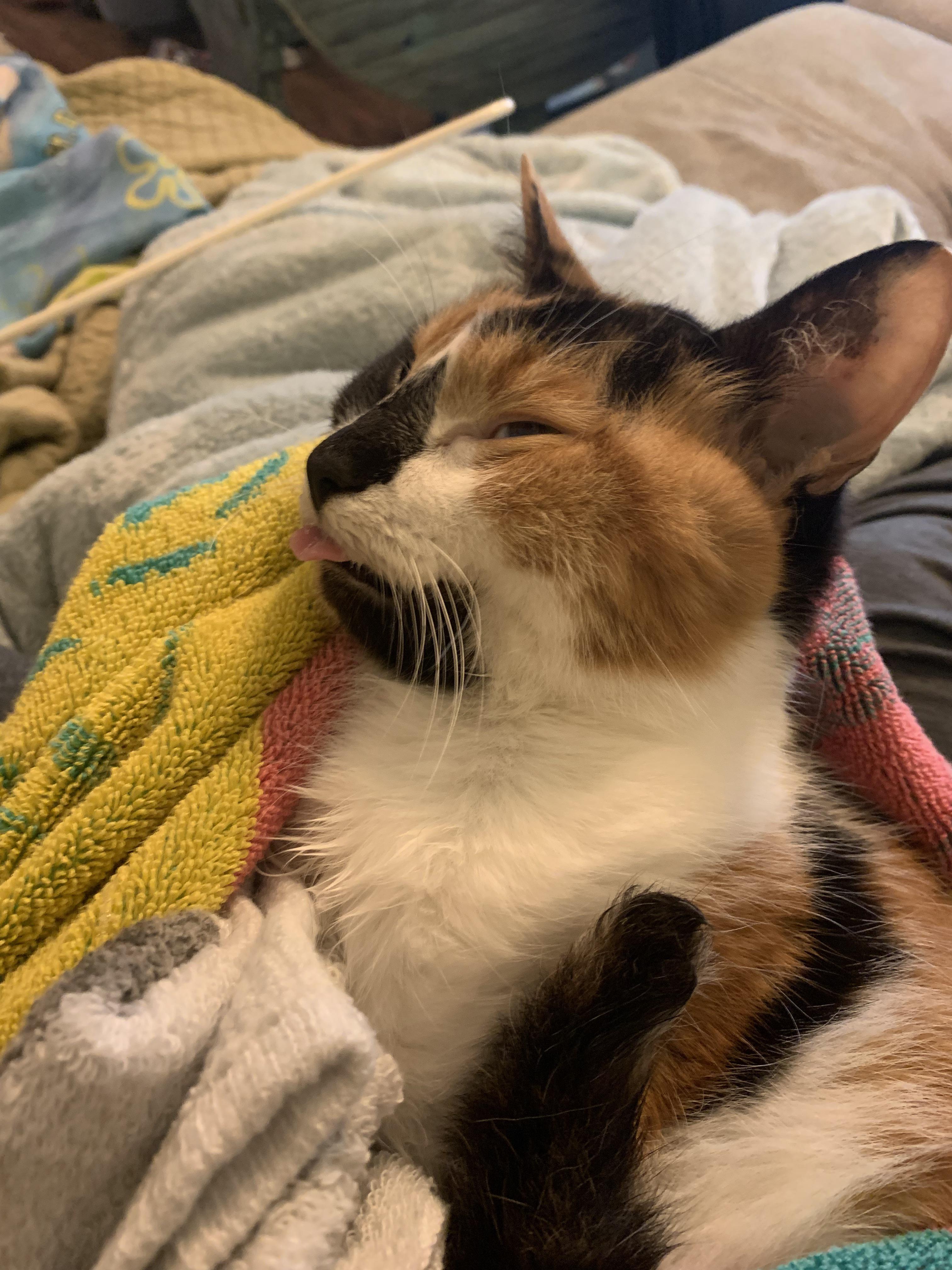 ghar mein paltu janvar ke marne se kya hota hai