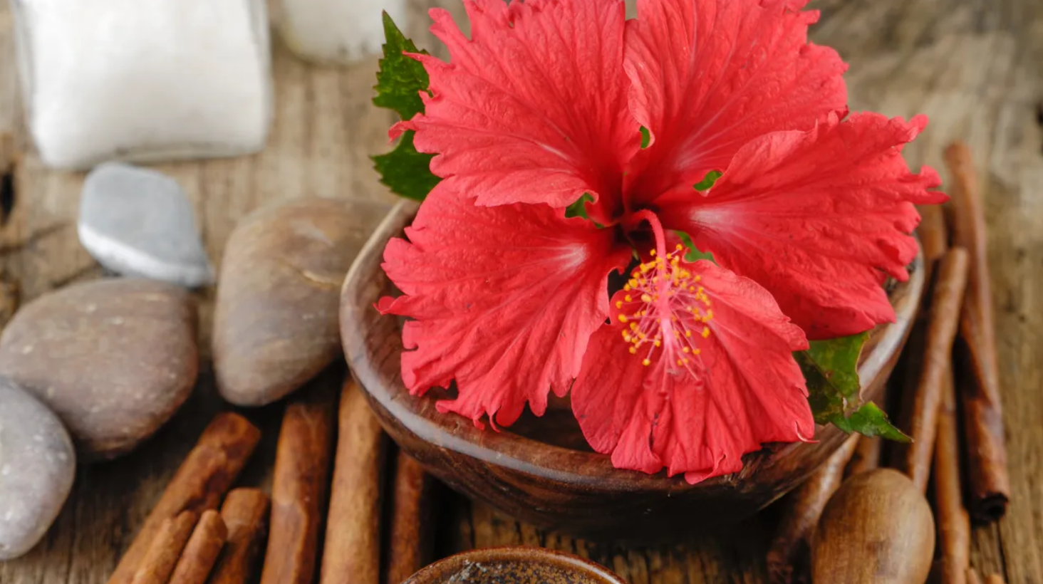 hibiscus