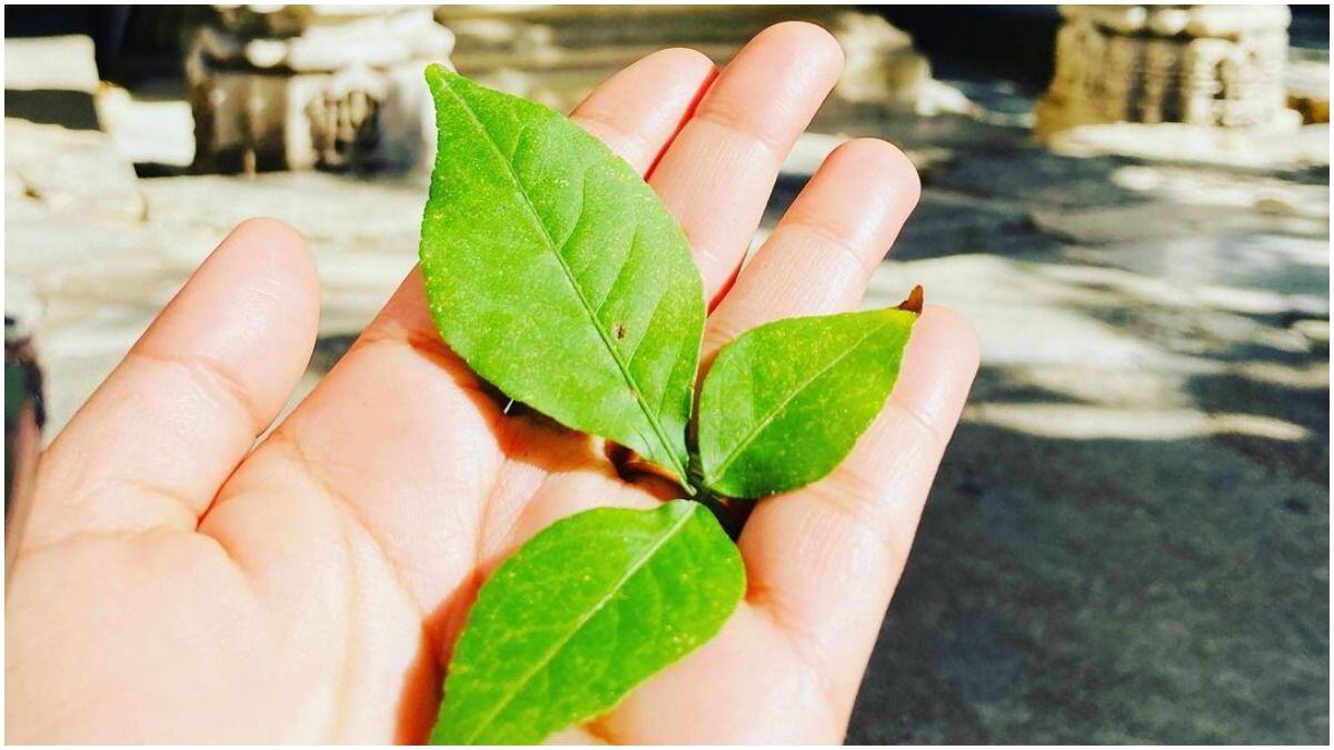 how did belpatra originate