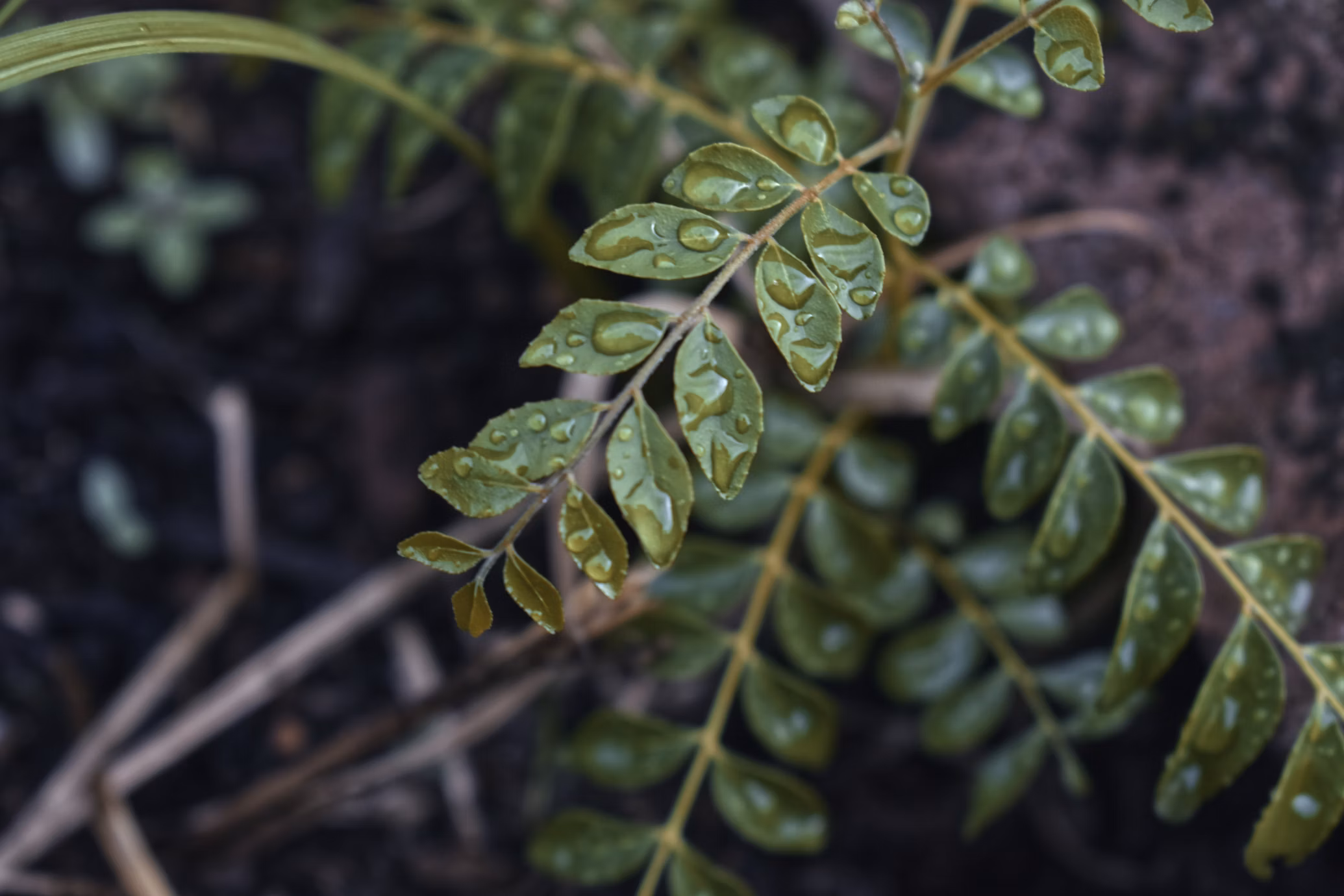 how to grow curry leaves in water steps