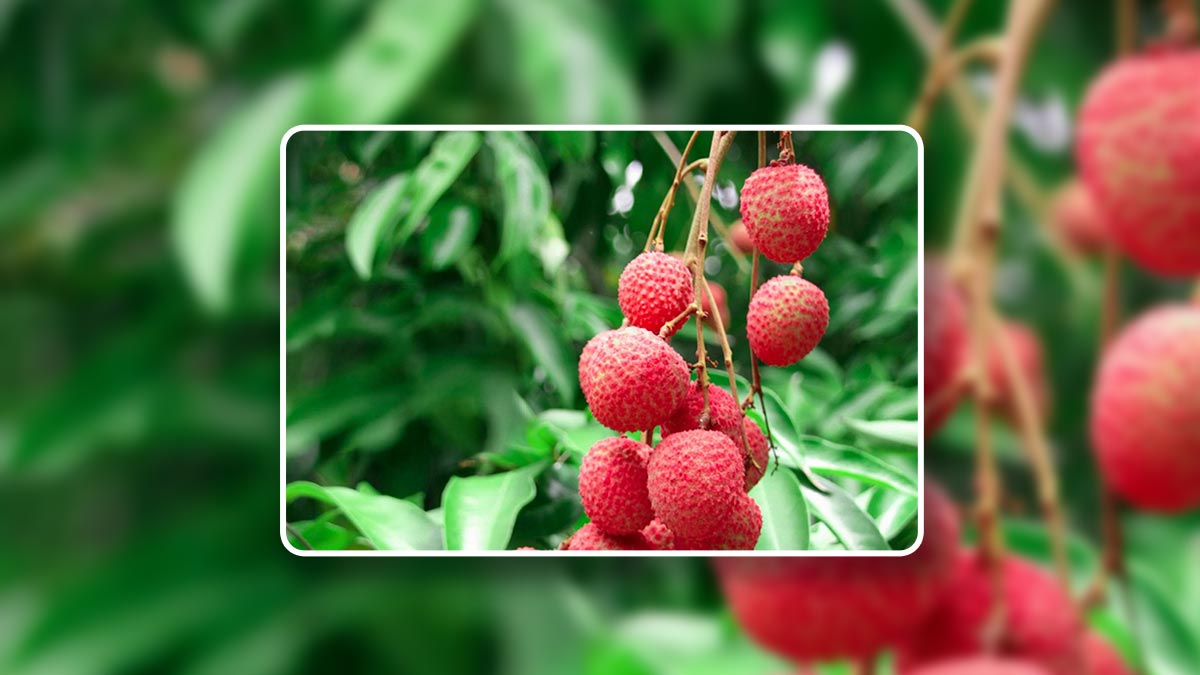 How To Grow Lychee At Home: A 5-Step Guide | HerZindagi