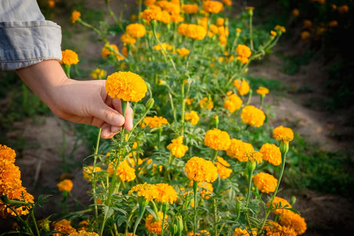 marigold in pot