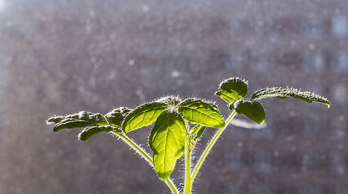 overwatering issues and planters