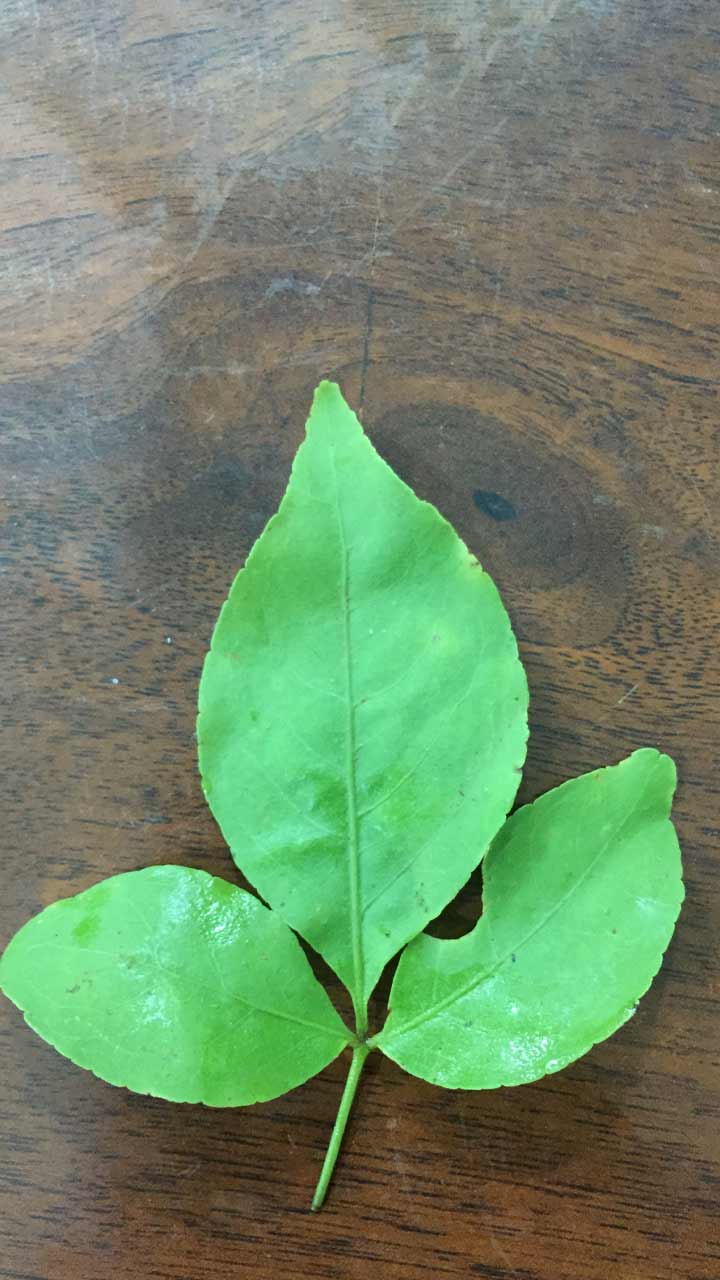 sawan mein ghar ke mandir mein bel patra rakhne ka mahatva