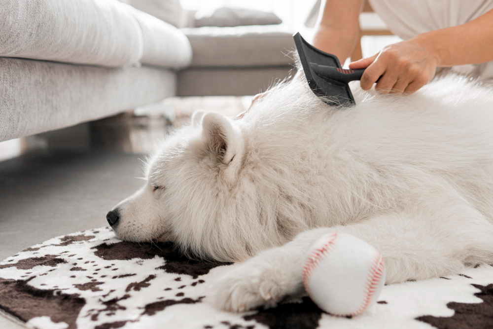 to keep pet hair down in house, How to remove pet hair from floors