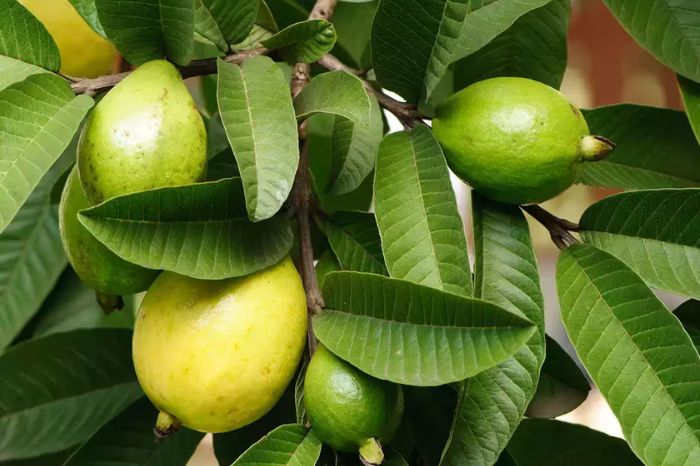 turn your white hair into black in only  days home remedies for black hair 