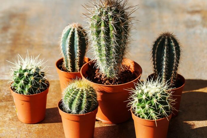 why it is not good to keep cactus plant at home 