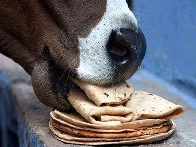 why we should feed cow