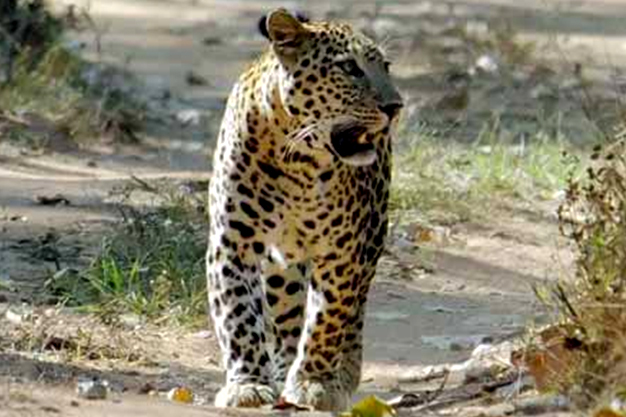 Bhainsrorgarh Wildlife Sanctuary