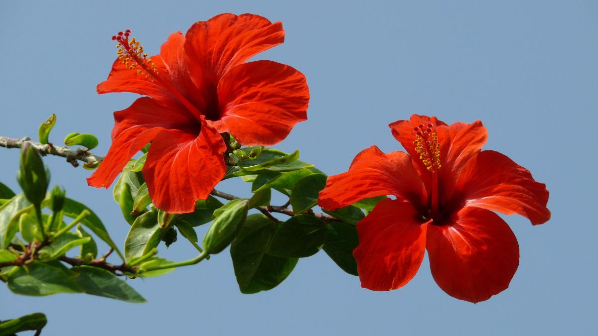 Hibiscus Flower Vastu Remedy To Get Rid Of Surya Dosh