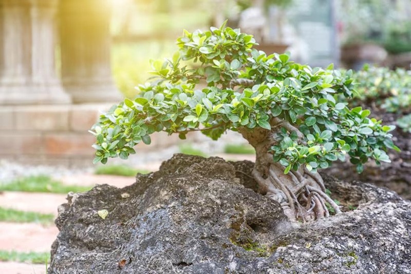 History and Tradition