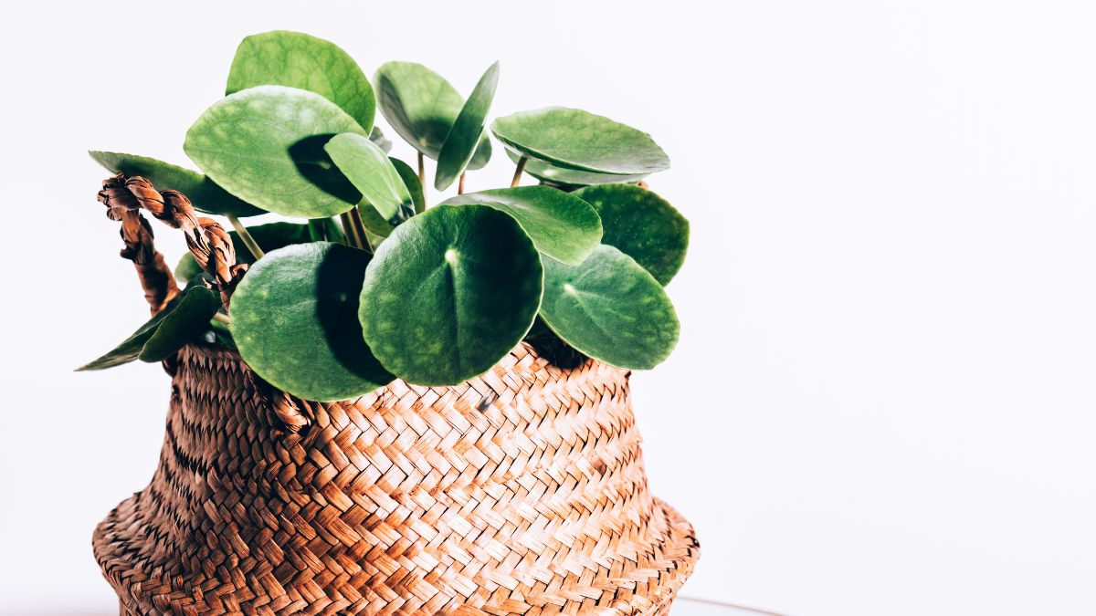 Right Direction To Keep Coin Plant As Per Vastu