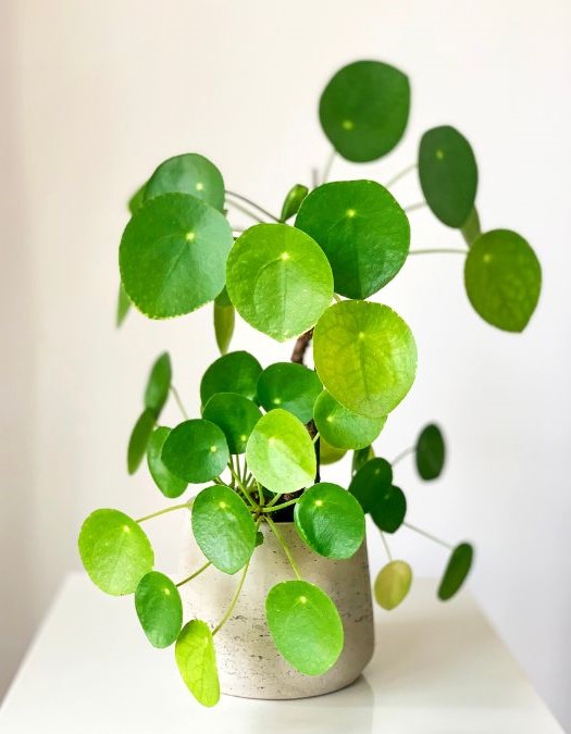 Vastu Tips For Keeping Coin Plants At Home