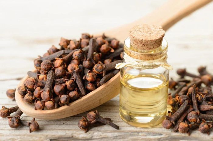 clove oil for head lice treatment 