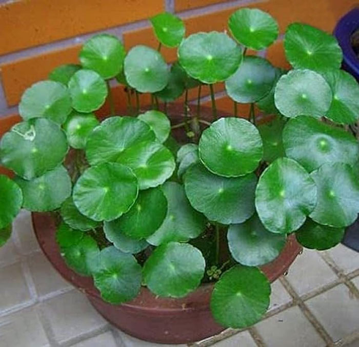 coin plant benefits vastushastra tips