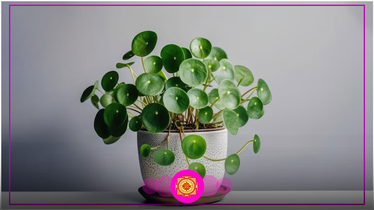 coin plantvastu  benefits