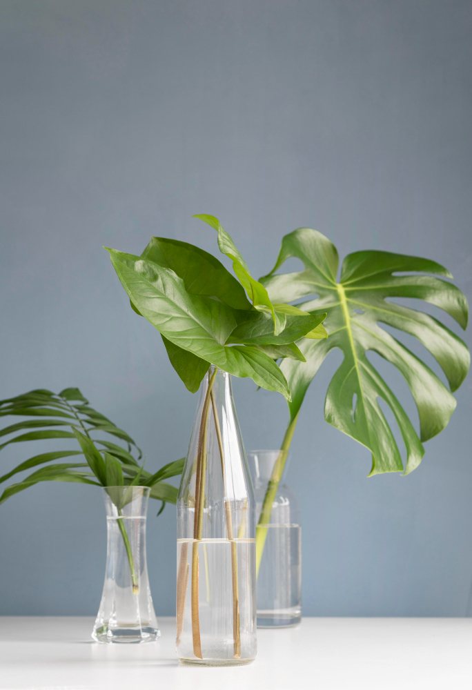 grow indoor water plants at home