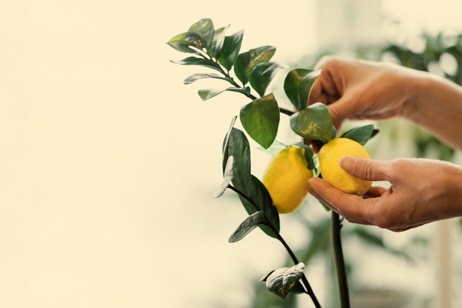 grow lemon tree at home