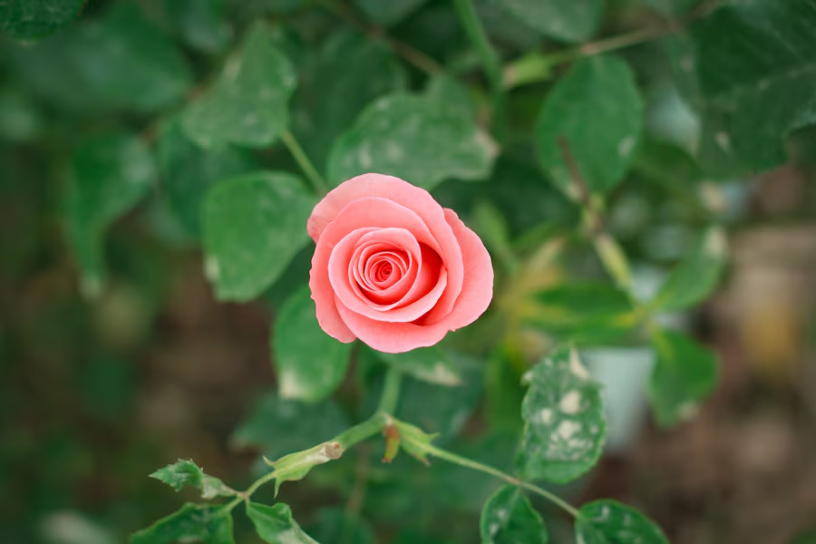 grow rose cutting from potato