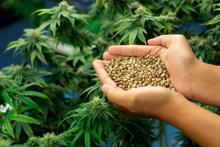 hemp seeds cannabis
