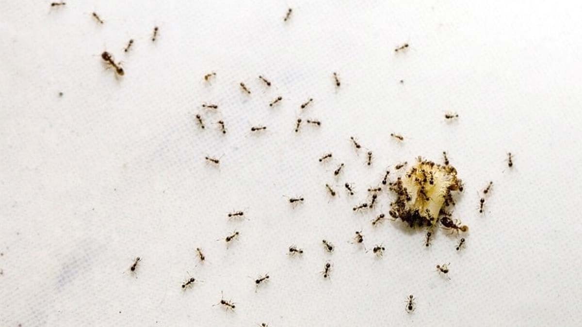home remedies for ants