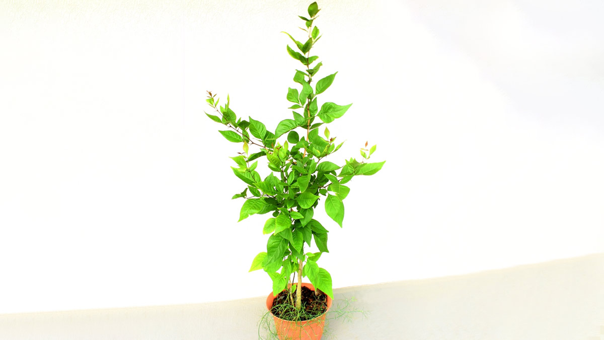 Bel patra plant online