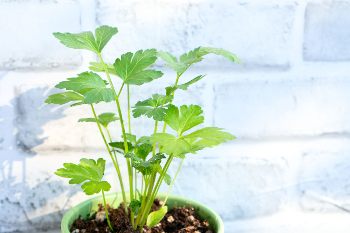 how to grow coriander plant in pots
