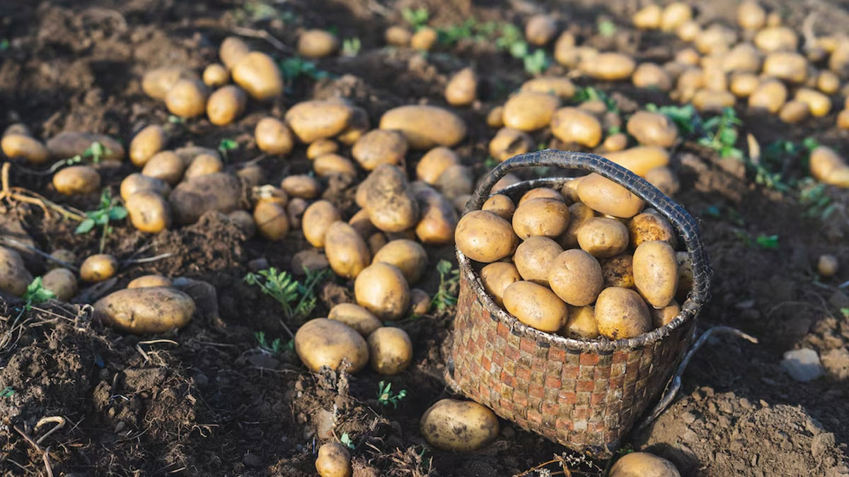 how to grow rose cutting from potato