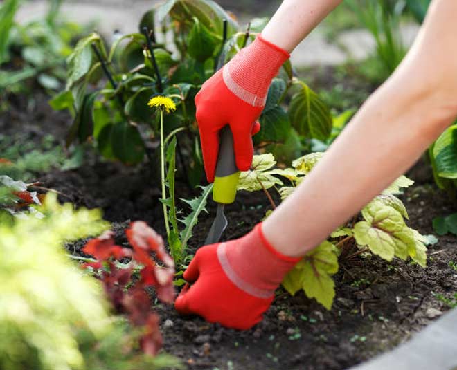 monsoon protection tips for plants