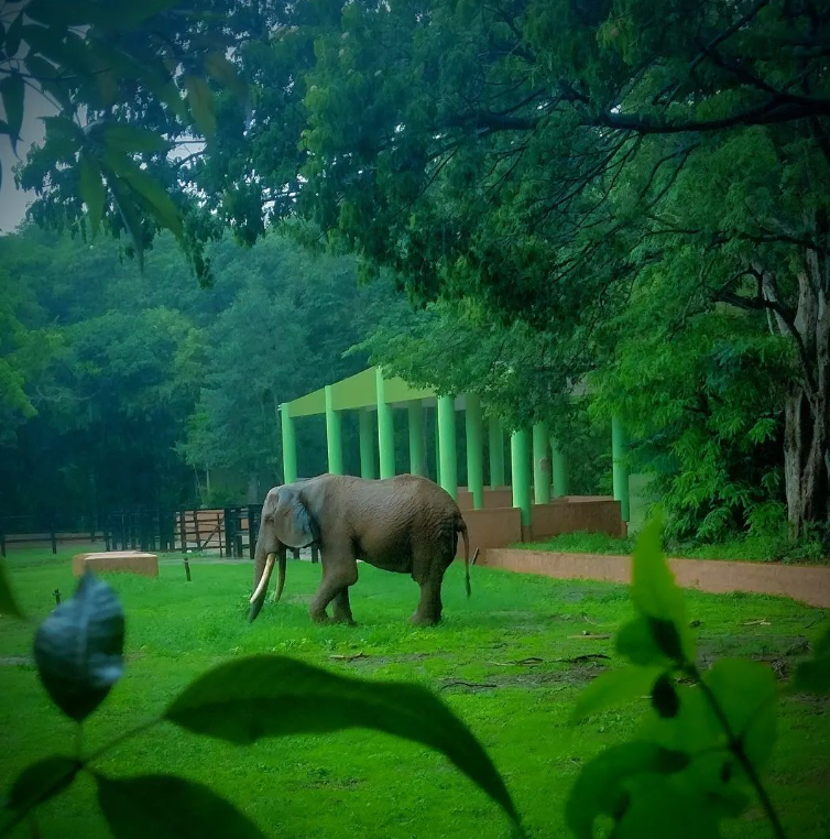 7 Best Zoos To Visit With Your Kids In India | HerZindagi