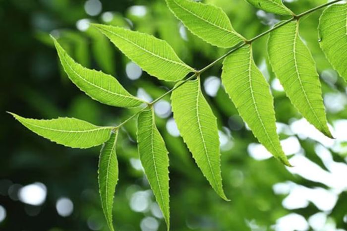 neem diabetic inside