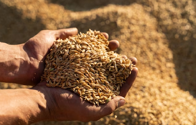 significance of jau aka barley in puja