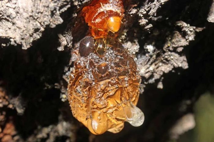 surprising health benefits of adding almond resin in your daily diet