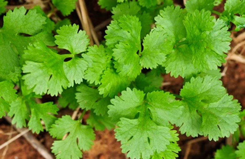 tips to grow coriader quickly