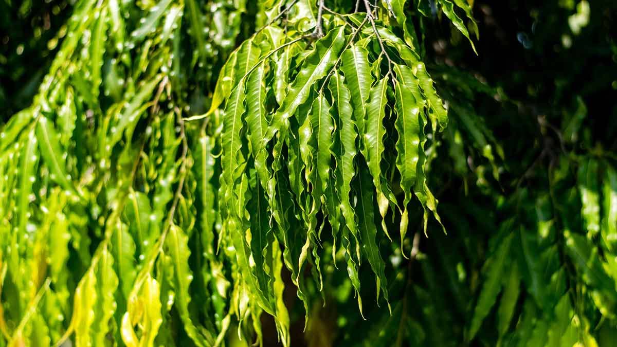 what happens if we pour milk in ashoka tree