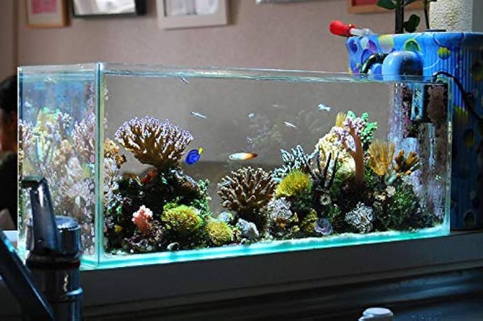 which direction is not good for fish tank  and aquarium  