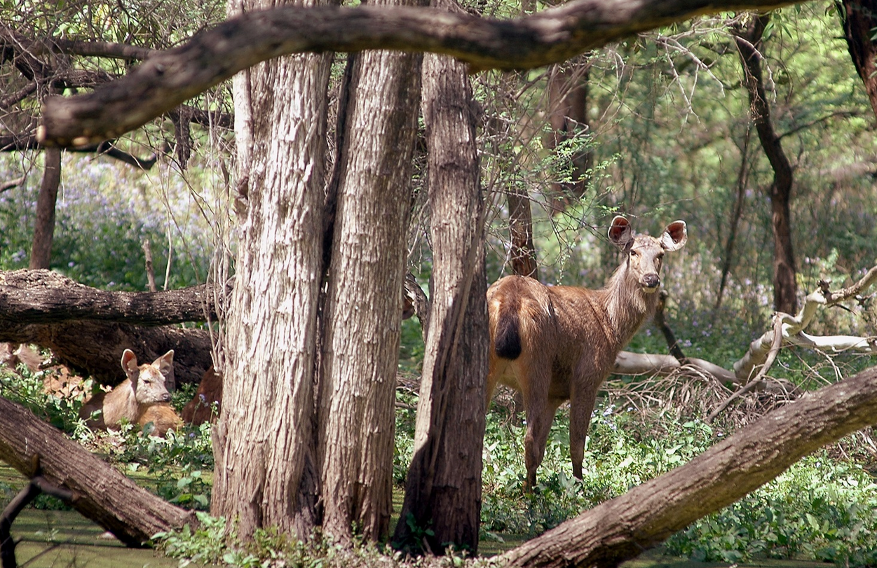 wildlife sanctuary chandigarh