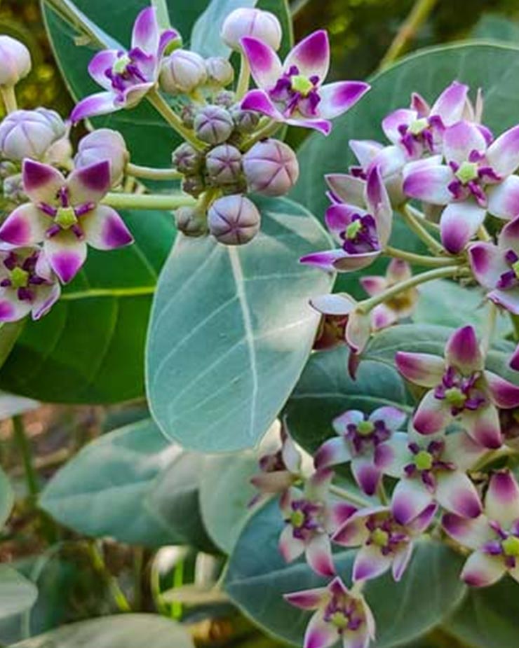  favourite tree of lord shiva