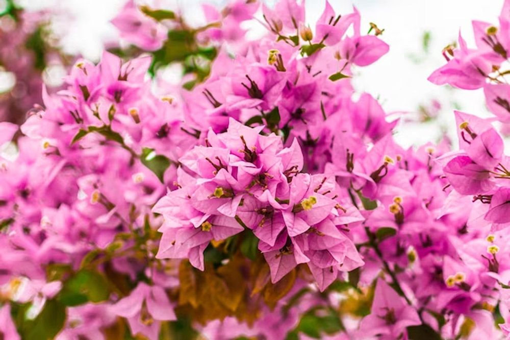 All Season Perennial Flower Bougainvillea