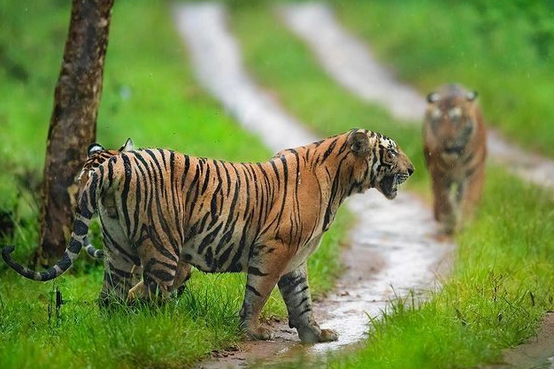 National park: दक्षिण भारत के इन टॉप नेशनल पार्क को एक्सप्लोर नहीं किया ...