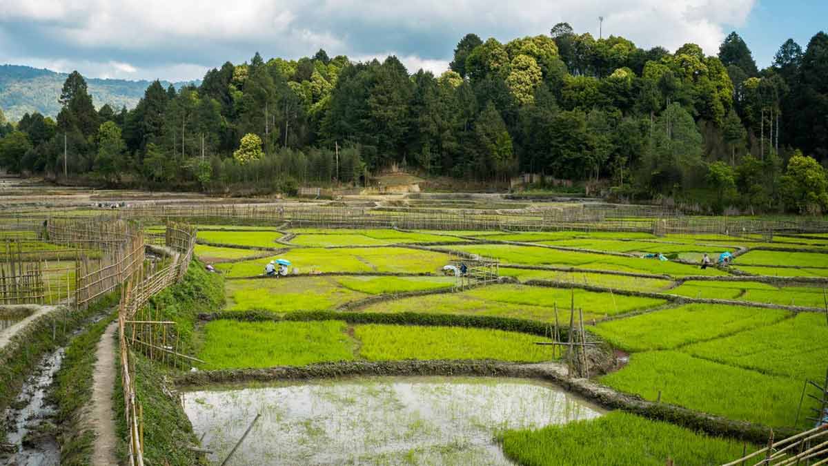 Apatani Cultural Landscape