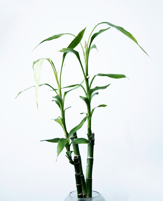 Bamboo Plant