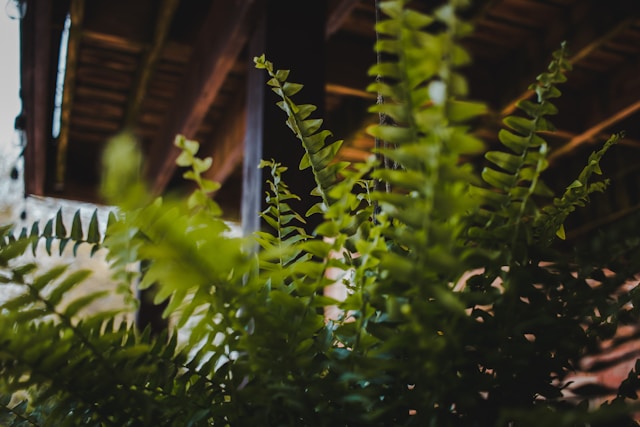 Boston Fern