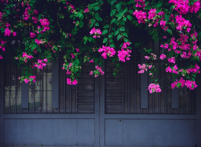 Bougainvillea plant