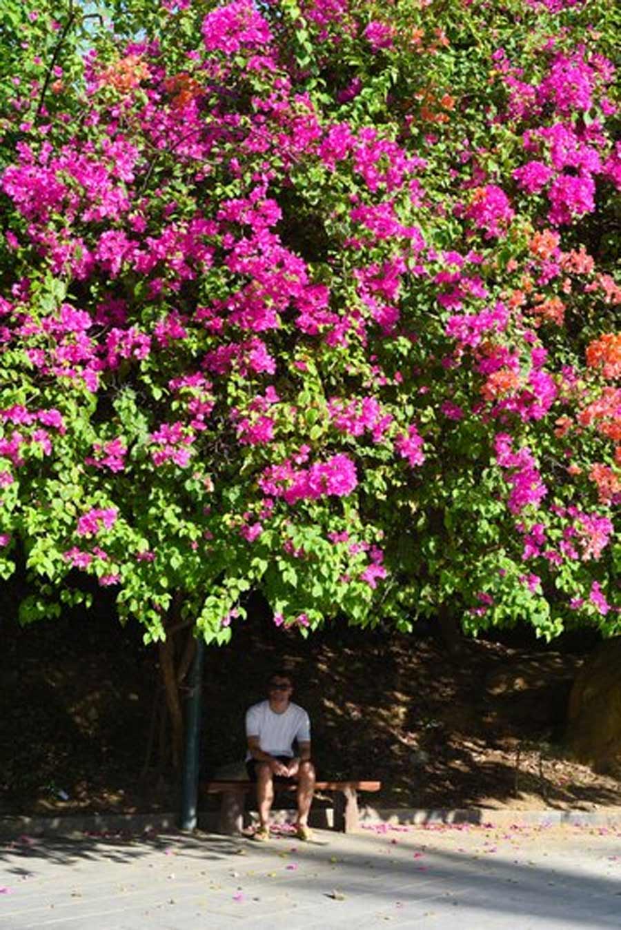 Bougainvillea