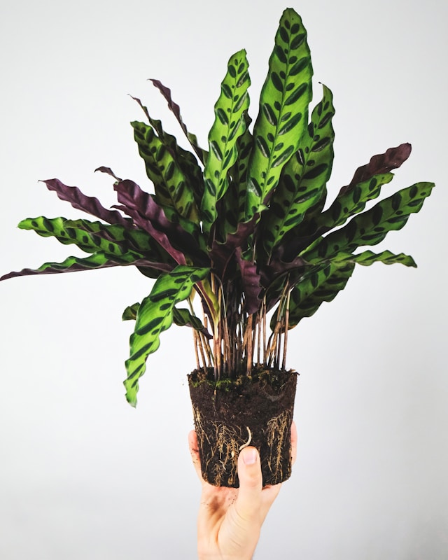 Calathea