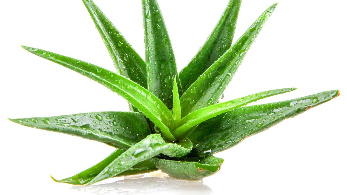Do Not Keep Aloe Vera Plant On Office Desk