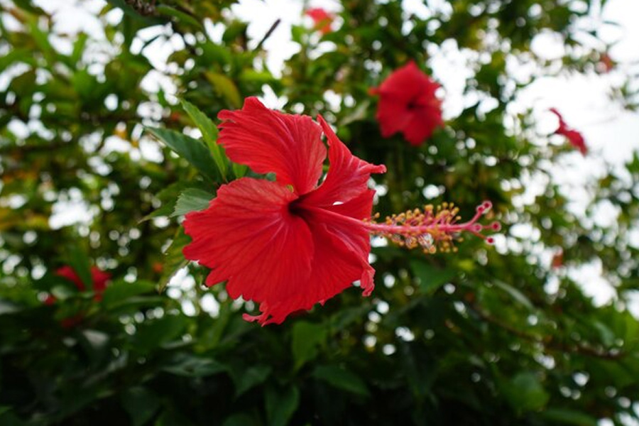 Hibiscus Plant