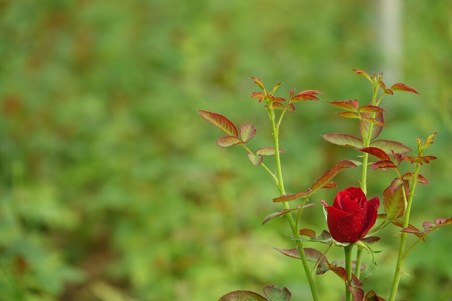 How To Treat Red Rose Leaves