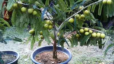 How can I make my Amla tree grow faster